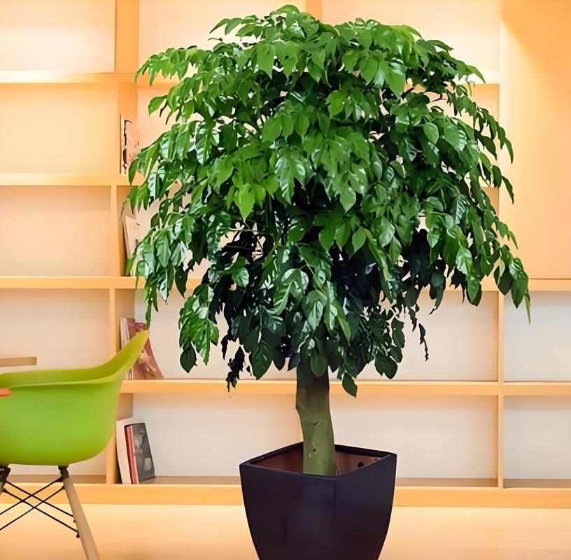 幸福树可以浇啤酒吗，幸福树最忌三种水？-第4张图片-优品飞百科