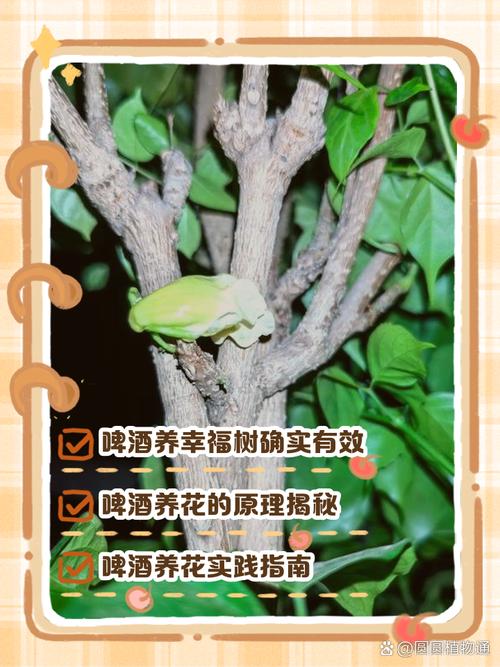 幸福树可以浇啤酒吗，幸福树最忌三种水？-第6张图片-优品飞百科