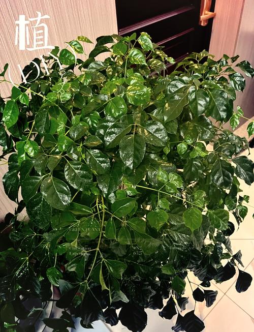 幸福树可以浇啤酒吗，幸福树最忌三种水？-第7张图片-优品飞百科