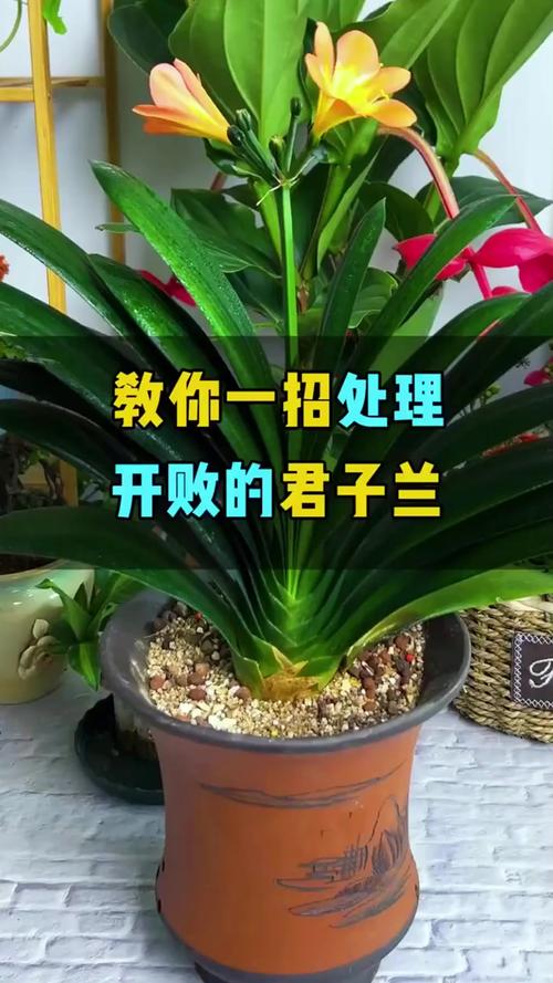 君子兰怎么养长得快，君子兰怎么养长得快又好-第2张图片-优品飞百科