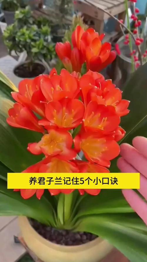 君子兰怎么养长得快，君子兰怎么养长得快又好-第3张图片-优品飞百科