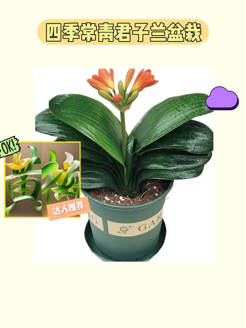 君子兰怎么养长得快，君子兰怎么养长得快又好-第5张图片-优品飞百科