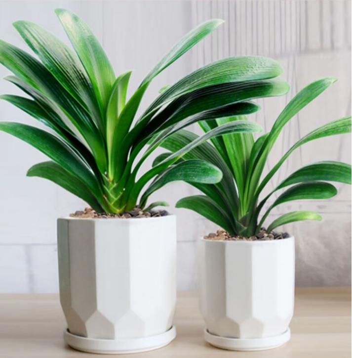 君子兰怎么养长得快，君子兰怎么养长得快又好-第6张图片-优品飞百科