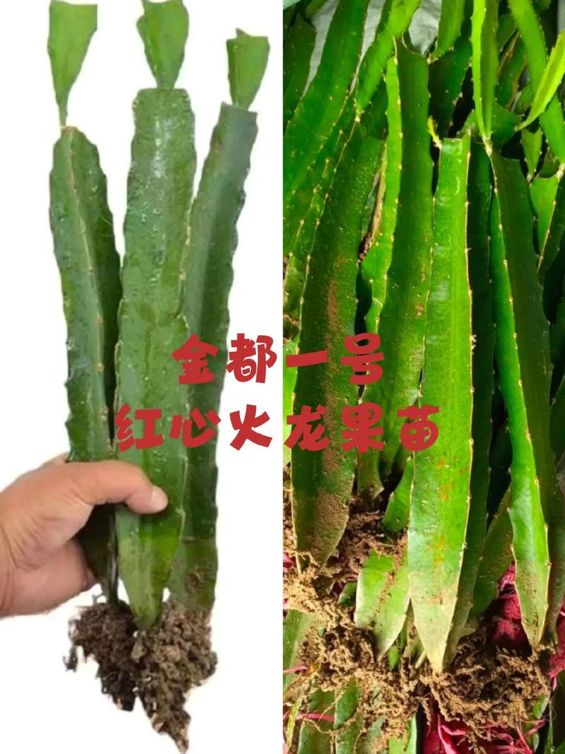 火龙果家庭种植方法,火龙果的家庭种植技术与管理?-第2张图片-优品飞百科 火龙果家庭种植方法,火龙果的家庭种植技术与管理?-第2张图片-优品飞百科