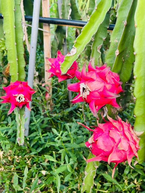 火龙果家庭种植方法,火龙果的家庭种植技术与管理?-第3张图片-优品飞百科 火龙果家庭种植方法,火龙果的家庭种植技术与管理?-第3张图片-优品飞百科