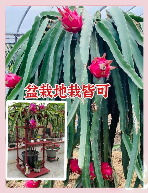 火龙果家庭种植方法,火龙果的家庭种植技术与管理?-第4张图片-优品飞百科 火龙果家庭种植方法,火龙果的家庭种植技术与管理?-第4张图片-优品飞百科