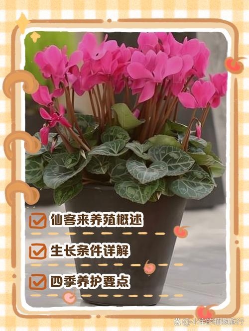 报春花冬天养殖禁忌，报春花冬天怕冷吗？-第1张图片-优品飞百科