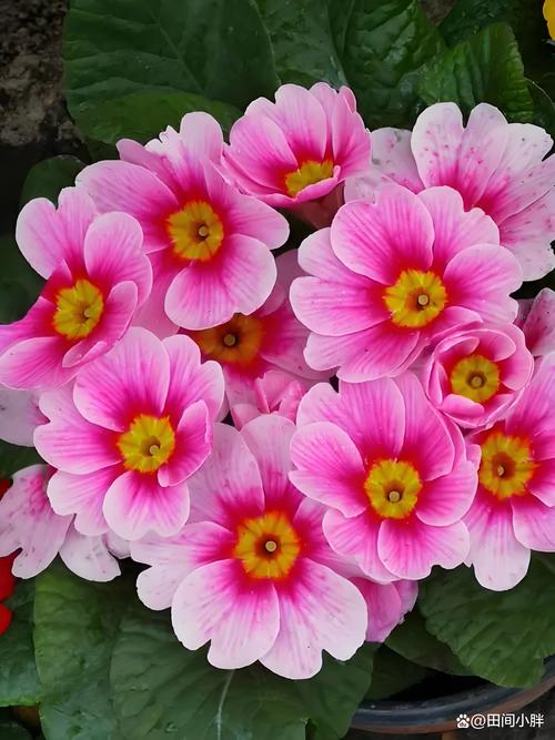 报春花冬天养殖禁忌，报春花冬天怕冷吗？-第2张图片-优品飞百科