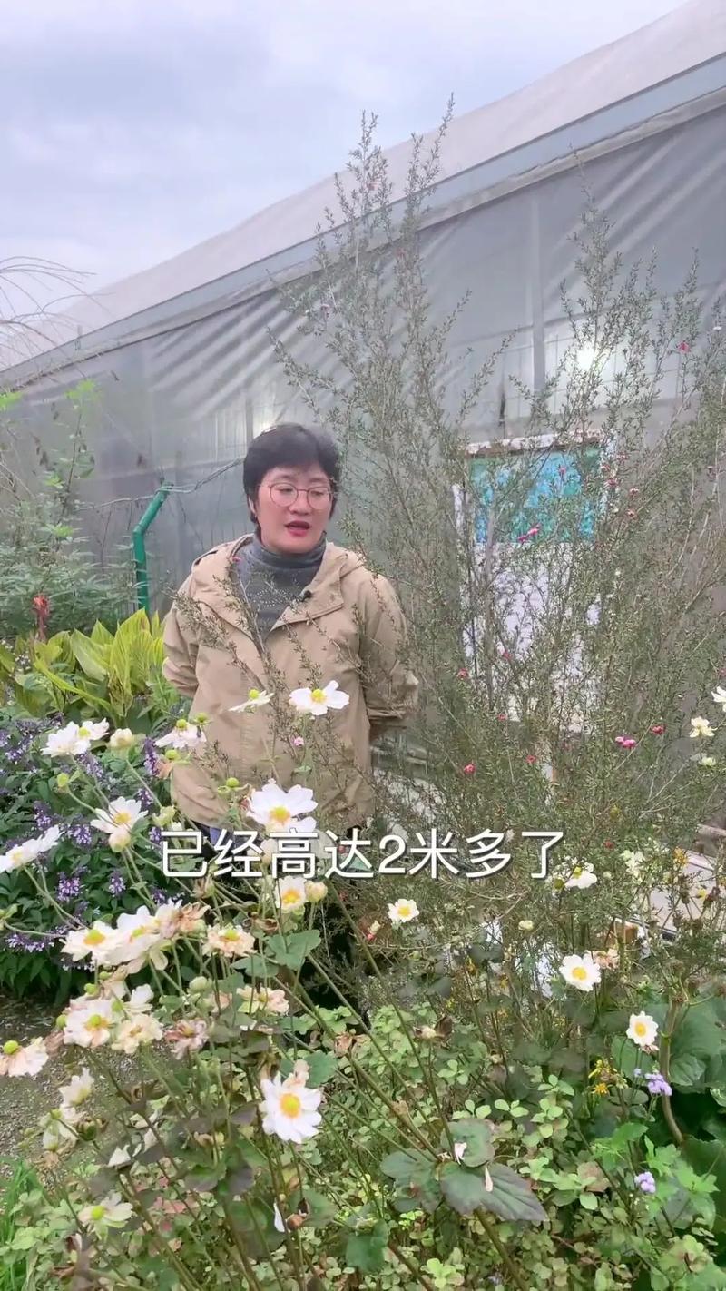 报春花冬天养殖禁忌，报春花冬天怕冷吗？-第3张图片-优品飞百科