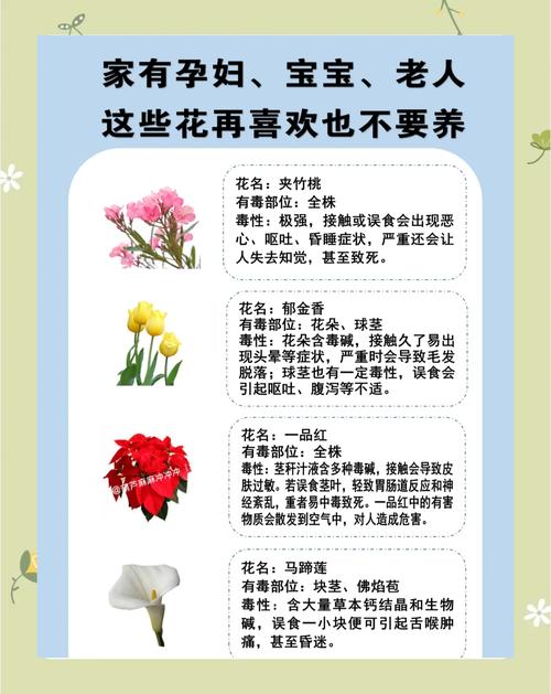 报春花冬天养殖禁忌，报春花冬天怕冷吗？-第4张图片-优品飞百科