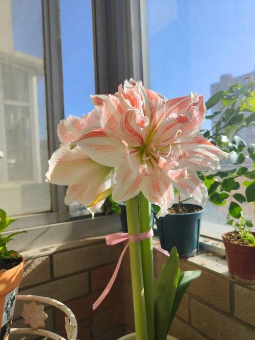 报春花冬天养殖禁忌，报春花冬天怕冷吗？-第6张图片-优品飞百科