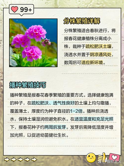 报春花冬天养殖禁忌，报春花冬天怕冷吗？-第8张图片-优品飞百科