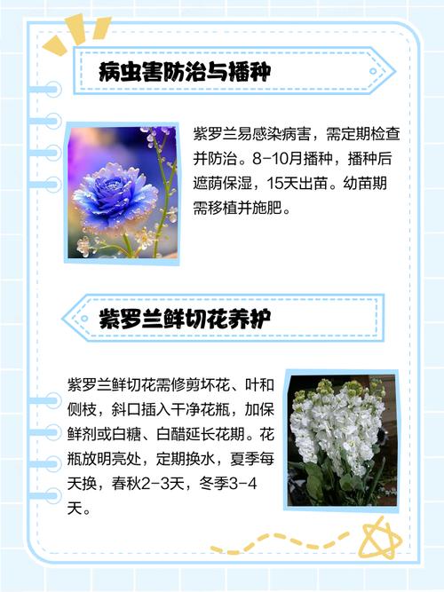 盆栽紫罗兰怎么养，盆栽紫罗兰怎么养才能开花