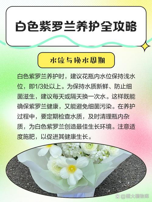 盆栽紫罗兰怎么养,盆栽紫罗兰怎么养才能开花-第2张图片-优品飞百科 盆栽紫罗兰怎么养,盆栽紫罗兰怎么养才能开花-第2张图片-优品飞百科