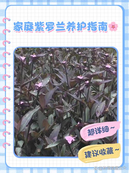 盆栽紫罗兰怎么养,盆栽紫罗兰怎么养才能开花-第3张图片-优品飞百科 盆栽紫罗兰怎么养,盆栽紫罗兰怎么养才能开花-第3张图片-优品飞百科