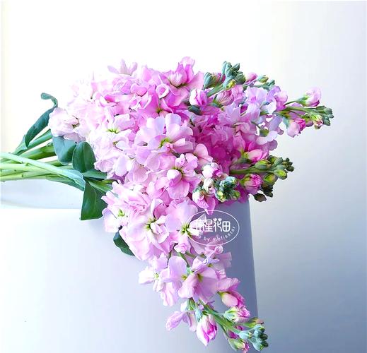 盆栽紫罗兰怎么养,盆栽紫罗兰怎么养才能开花-第5张图片-优品飞百科 盆栽紫罗兰怎么养,盆栽紫罗兰怎么养才能开花-第5张图片-优品飞百科