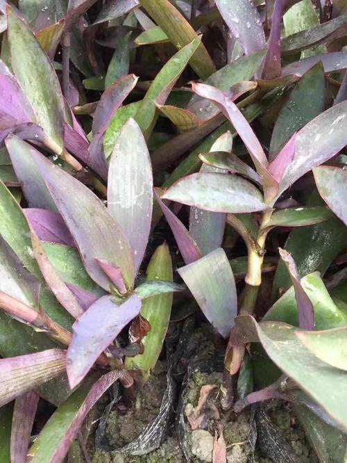 盆栽紫罗兰怎么养,盆栽紫罗兰怎么养才能开花-第6张图片-优品飞百科 盆栽紫罗兰怎么养,盆栽紫罗兰怎么养才能开花-第6张图片-优品飞百科