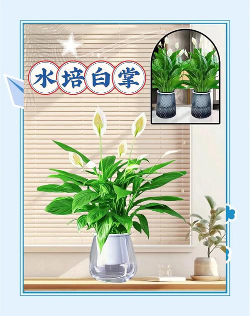 白掌如何繁殖?白掌繁殖方法扦插?-第2张图片-优品飞百科 白掌如何繁殖?白掌繁殖方法扦插?-第2张图片-优品飞百科