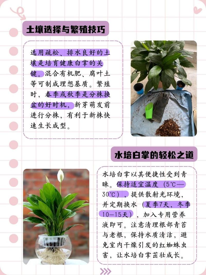 白掌如何繁殖?白掌繁殖方法扦插?-第3张图片-优品飞百科 白掌如何繁殖?白掌繁殖方法扦插?-第3张图片-优品飞百科