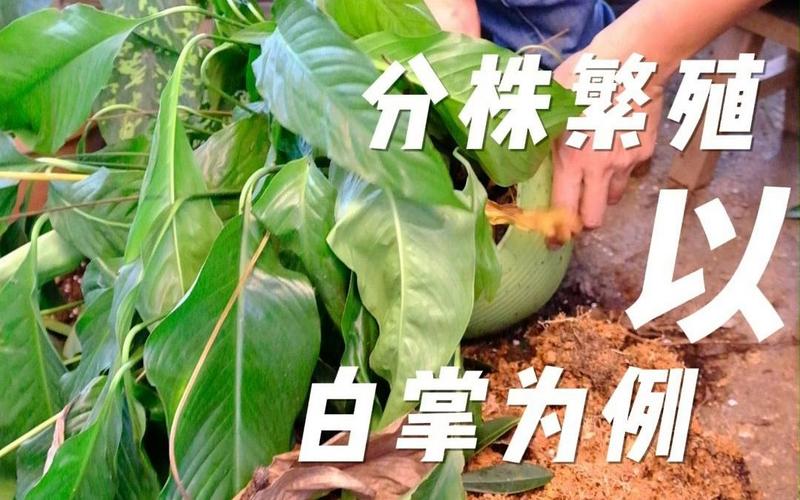 白掌如何繁殖?白掌繁殖方法扦插?-第5张图片-优品飞百科 白掌如何繁殖?白掌繁殖方法扦插?-第5张图片-优品飞百科