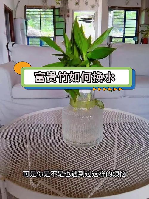 富贵竹水老是臭怎么办？富贵竹水臭了怎么办？