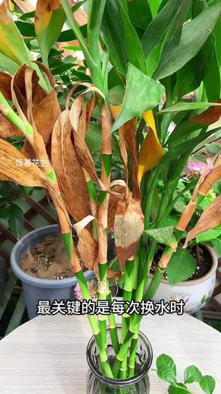 富贵竹水老是臭怎么办？富贵竹水臭了怎么办？-第2张图片-优品飞百科