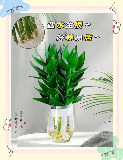 富贵竹水老是臭怎么办？富贵竹水臭了怎么办？-第3张图片-优品飞百科