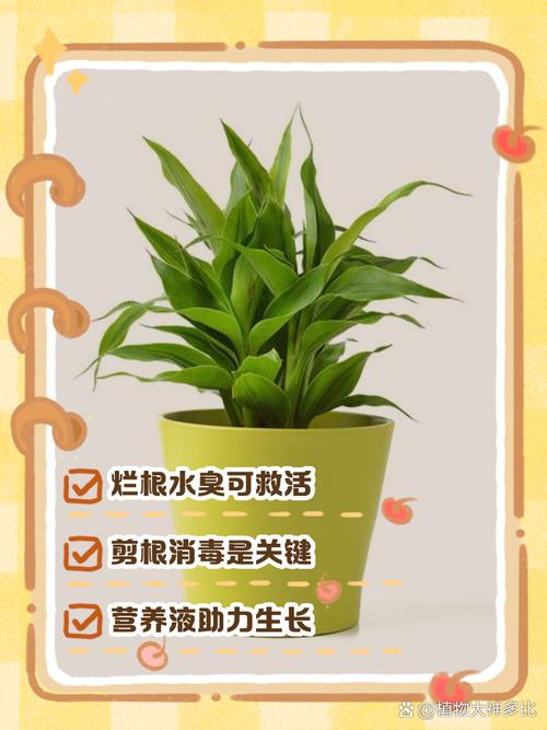 富贵竹水老是臭怎么办？富贵竹水臭了怎么办？-第4张图片-优品飞百科