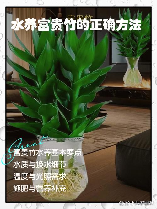 富贵竹水老是臭怎么办？富贵竹水臭了怎么办？-第7张图片-优品飞百科