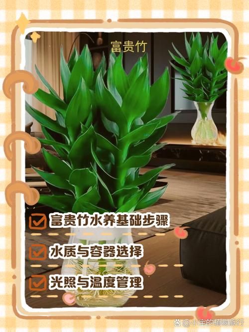 富贵竹水老是臭怎么办？富贵竹水臭了怎么办？-第8张图片-优品飞百科