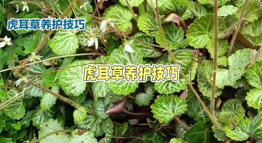 虎耳草怎么分株栽培？虎耳草怎么种才能茂盛？