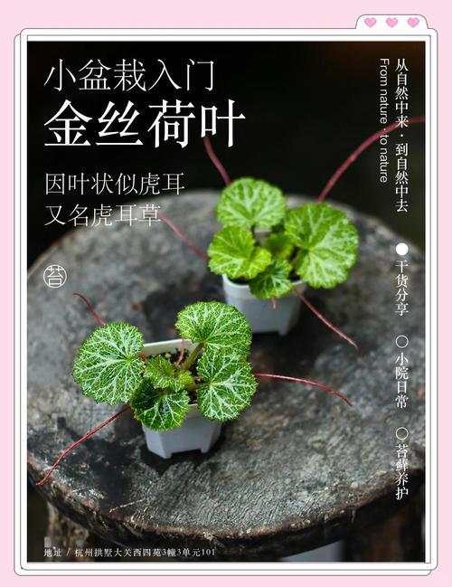 虎耳草怎么分株栽培？虎耳草怎么种才能茂盛？-第2张图片-优品飞百科