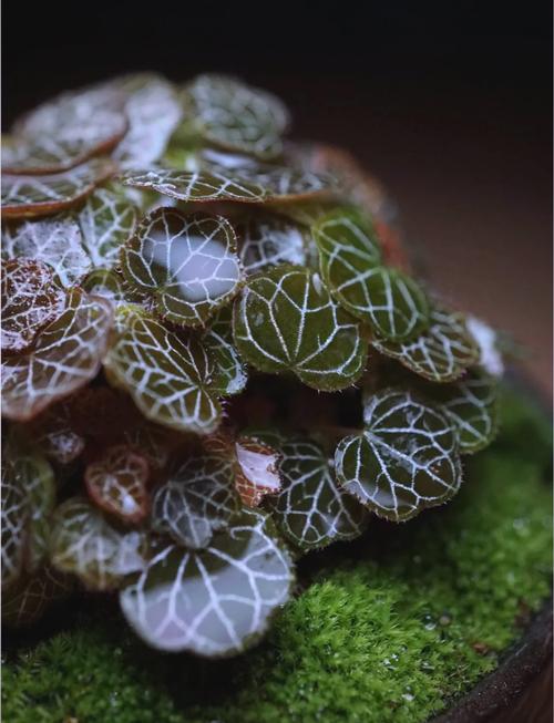 虎耳草怎么分株栽培？虎耳草怎么种才能茂盛？-第3张图片-优品飞百科