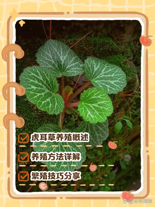 虎耳草怎么分株栽培？虎耳草怎么种才能茂盛？-第4张图片-优品飞百科