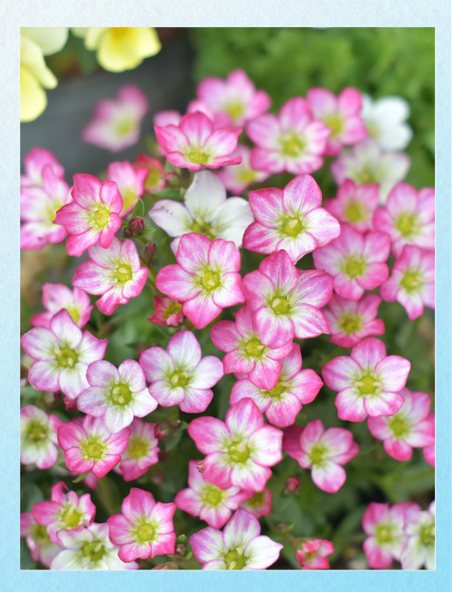 虎耳草怎么分株栽培？虎耳草怎么种才能茂盛？-第5张图片-优品飞百科