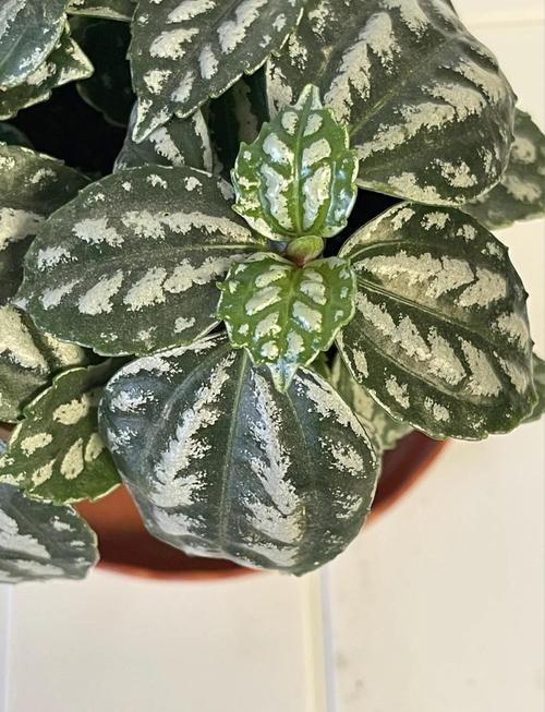 冷水花怎么养，冷水花怎么养殖方法？