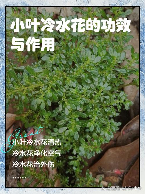冷水花怎么养，冷水花怎么养殖方法？-第2张图片-优品飞百科