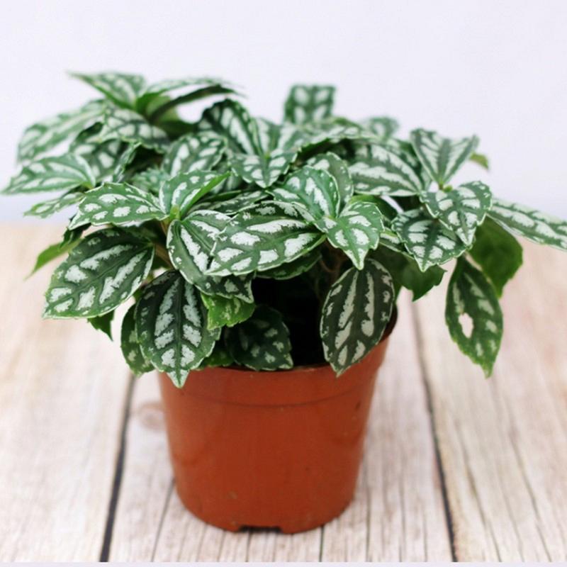 冷水花怎么养，冷水花怎么养殖方法？-第3张图片-优品飞百科