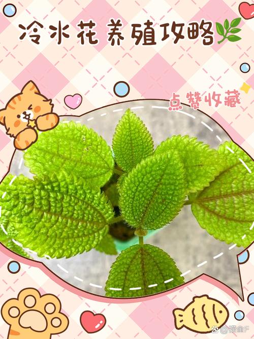 冷水花怎么养，冷水花怎么养殖方法？-第4张图片-优品飞百科