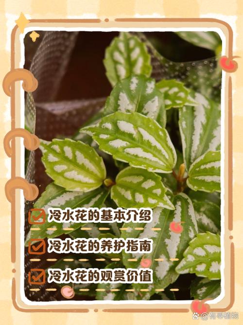 冷水花怎么养，冷水花怎么养殖方法？-第5张图片-优品飞百科