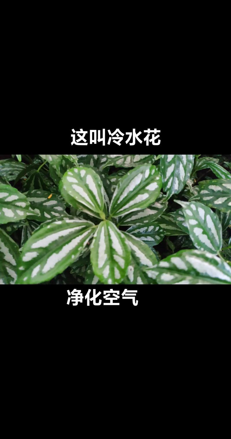 冷水花怎么养，冷水花怎么养殖方法？-第6张图片-优品飞百科
