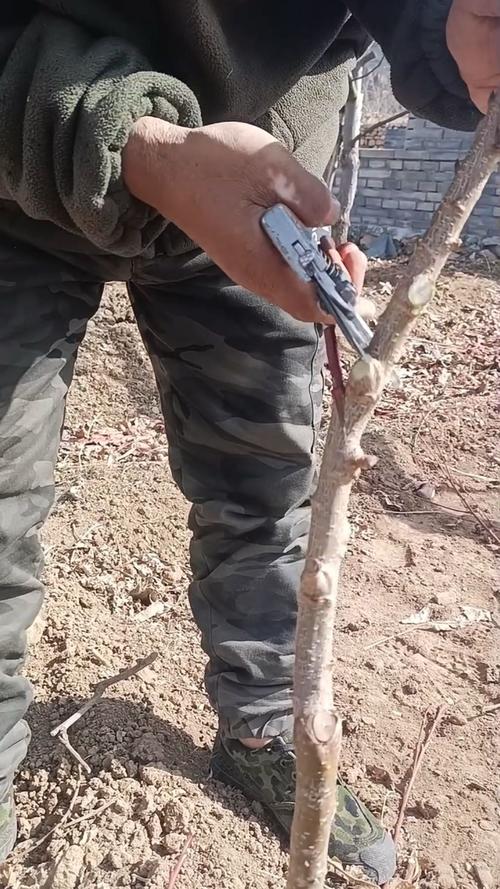 李子树怎么嫁接，李子树怎么嫁接视频-第1张图片-优品飞百科