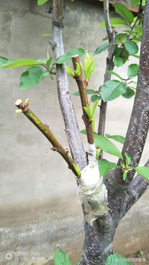 李子树怎么嫁接，李子树怎么嫁接视频-第2张图片-优品飞百科