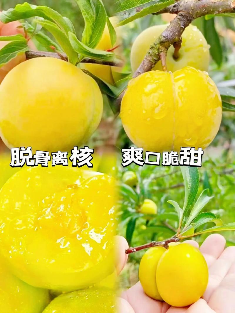 李子树怎么嫁接，李子树怎么嫁接视频-第3张图片-优品飞百科