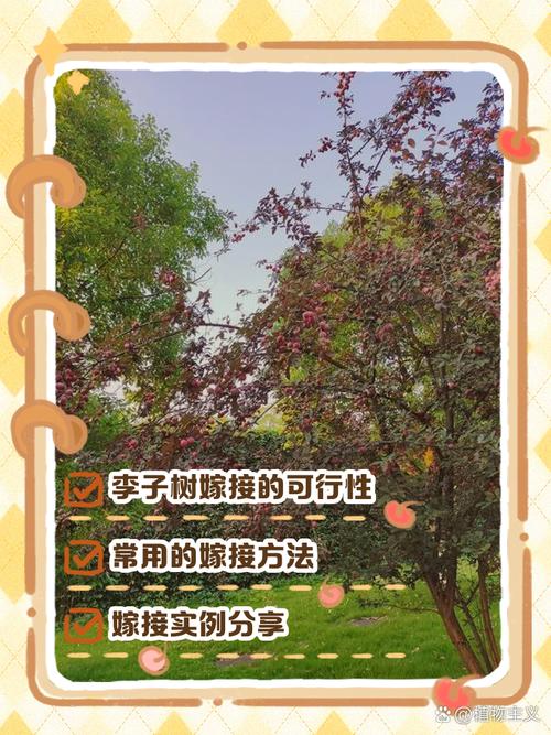 李子树怎么嫁接，李子树怎么嫁接视频-第4张图片-优品飞百科