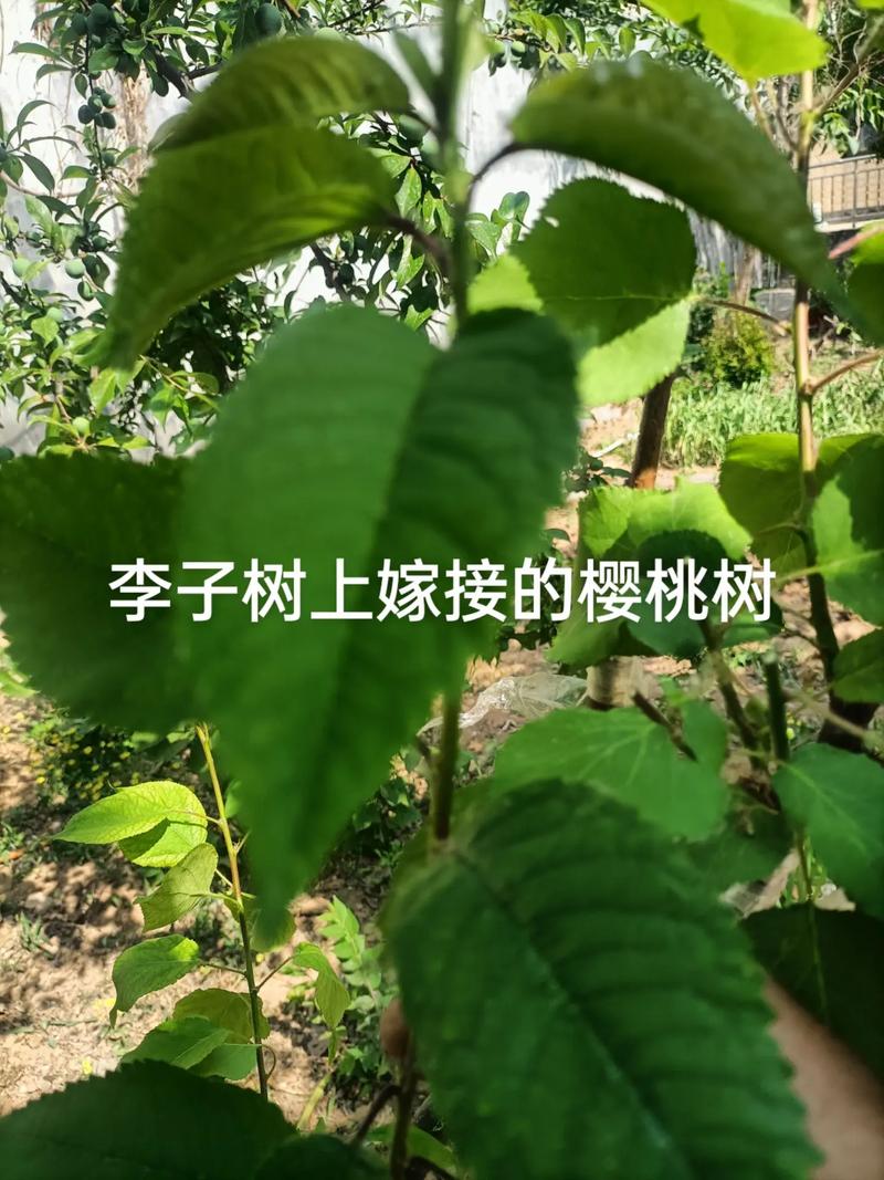李子树怎么嫁接，李子树怎么嫁接视频-第5张图片-优品飞百科