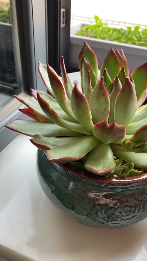 奶奶家的多肉摊大饼？夏天多肉摊大饼？