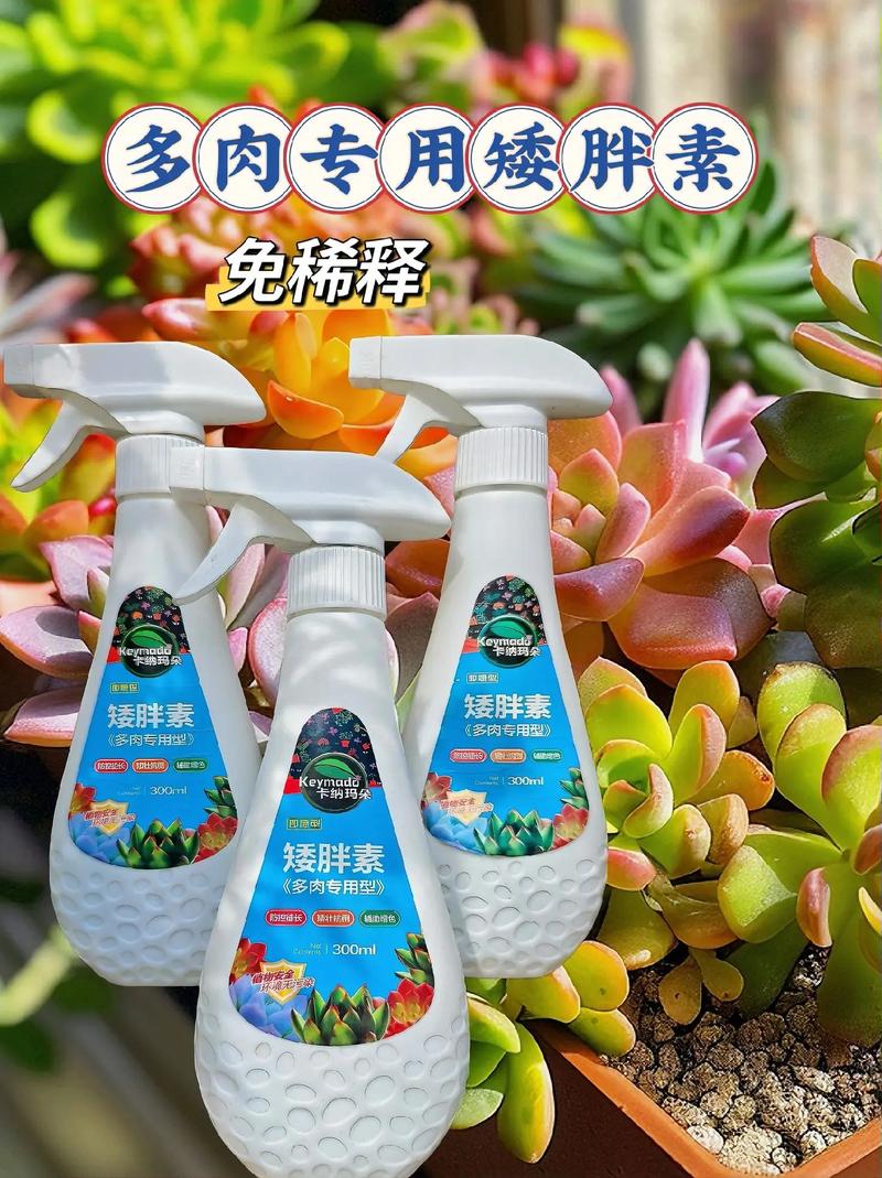 奶奶家的多肉摊大饼？夏天多肉摊大饼？-第2张图片-优品飞百科