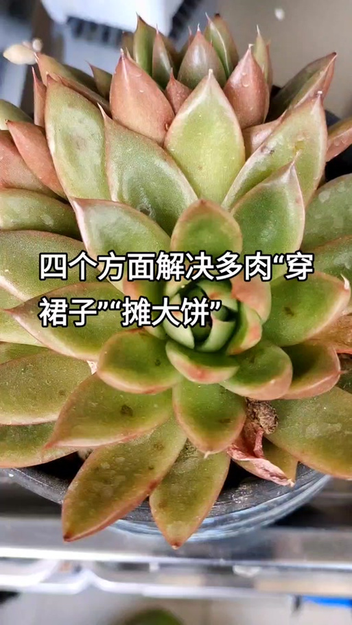 奶奶家的多肉摊大饼？夏天多肉摊大饼？-第3张图片-优品飞百科