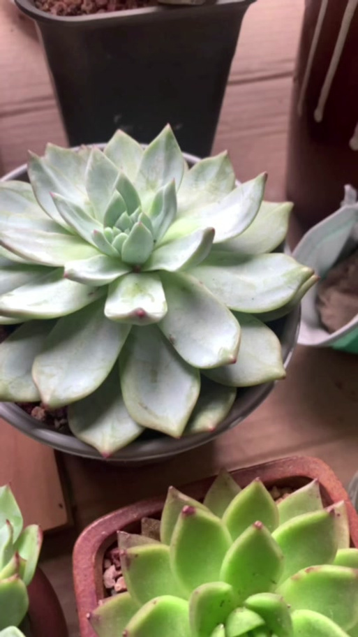 奶奶家的多肉摊大饼？夏天多肉摊大饼？-第4张图片-优品飞百科